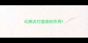 比熊犬打疫苗的作用
