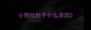 小狗拉肚子什么原因