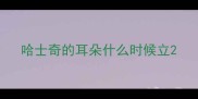 哈士奇的耳朵什么时候立