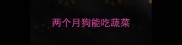 两个月狗能吃蔬菜