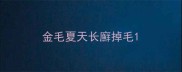 金毛夏天长廯掉毛