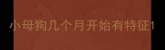 小母狗几个月开始有特征