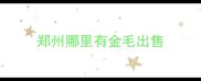 郑州哪里有金毛出售