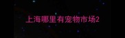 上海哪里有宠物市场
