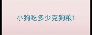 小狗吃多少克狗粮