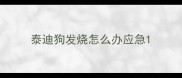 泰迪狗发烧怎么办应急
