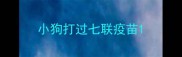 小狗打过七联疫苗