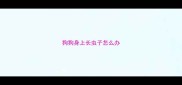 狗狗身上长虫子怎么办