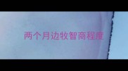 两个月边牧智商程度