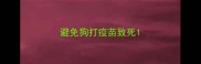 避免狗打疫苗致死