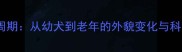 拉布拉多全周期从幼犬到老年的外貌变化与科学养宠指南