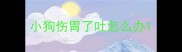 小狗伤胃了吐怎么办