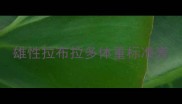 雄性拉布拉多体重标准表