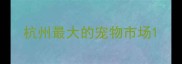 杭州最大的宠物市场