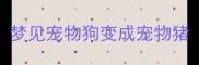 梦见宠物狗变成宠物猪