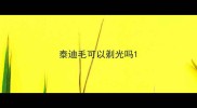 泰迪毛可以剃光吗
