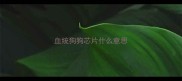 血统狗狗芯片什么意思