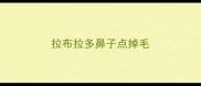 拉布拉多鼻子点掉毛