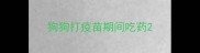 狗狗打疫苗期间吃药