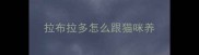 拉布拉多怎么跟猫咪养