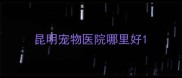 昆明宠物医院哪里好