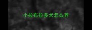 小拉布拉多犬怎么养