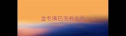 金毛嘴巴没有血色