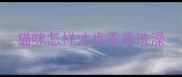 猫咪怎样才肯乖乖洗澡