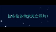 拉布拉多幼犬死亡照片