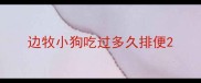 边牧小狗吃过多久排便