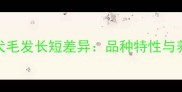 边境牧羊犬毛发长短差异品种特性与养护误区全