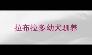拉布拉多幼犬驯养