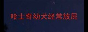 哈士奇幼犬经常放屁