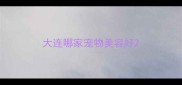 大连哪家宠物美容好