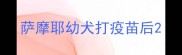 萨摩耶幼犬打疫苗后