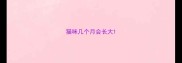 猫咪几个月会长大