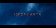 比熊怎么辨认几个月