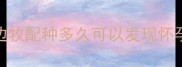 边牧配种多久可以发现怀孕