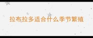拉布拉多适合什么季节繁殖