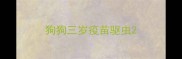 狗狗三岁疫苗驱虫