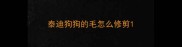 泰迪狗狗的毛怎么修剪