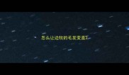 怎么让边牧的毛发变直
