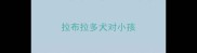 拉布拉多犬对小孩