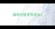 猫咪肉垫受伤流血