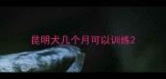 昆明犬几个月可以训练