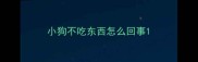 小狗不吃东西怎么回事