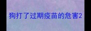 狗打了过期疫苗的危害