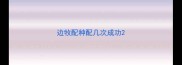 边牧配种配几次成功