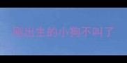 刚出生的小狗不叫了