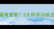 成年哈士奇凶猛难管教5大科学训练法破解拆家难题